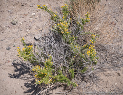 Tetradymia spinosa