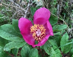 Paeonia mascula