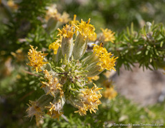 Tetradymia spinosa