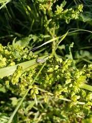 Coccinella septempunctata