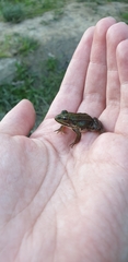 Pelophylax