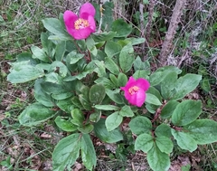 Paeonia mascula