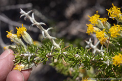Tetradymia spinosa