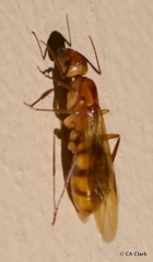Camponotus variegatus