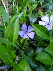 Vinca minor
