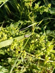 Coccinella septempunctata