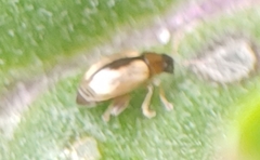 Phyllotreta armoraciae