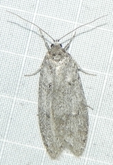 Semioscopis