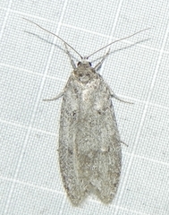 Semioscopis