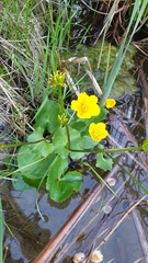 Caltha palustris