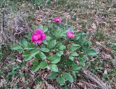 Paeonia mascula