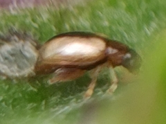 Phyllotreta armoraciae