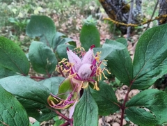 Paeonia mascula
