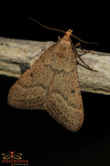 Bostra obsoletalis