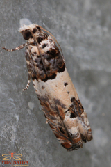 Epinotia thapsiana