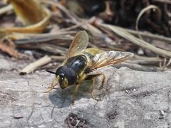 Callicera aenea