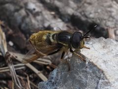 Callicera aenea