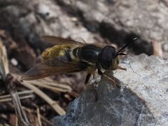 Callicera aenea