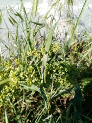 Coccinella septempunctata