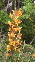 Berberis trigona