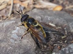 Callicera aenea
