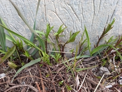 Achillea salicifolia
