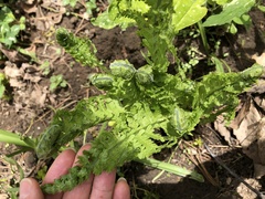 Deparia acrostichoides