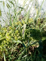 Coccinella septempunctata