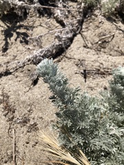Artemisia pycnocephala