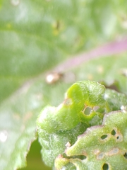 Phyllotreta armoraciae