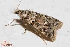Eudonia lineola