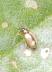 Phyllotreta armoraciae