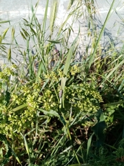 Coccinella septempunctata