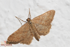 Idaea fractilineata