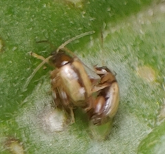 Phyllotreta armoraciae