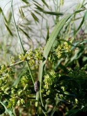 Coccinella septempunctata
