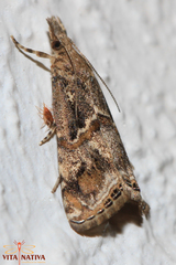 Euchromius cambridgei
