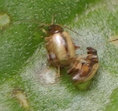 Phyllotreta armoraciae