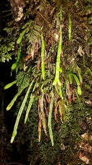 Notogrammitis angustifolia