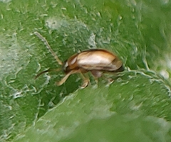 Phyllotreta armoraciae
