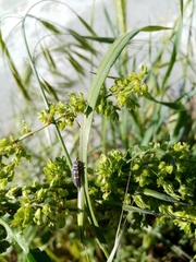 Coccinella septempunctata