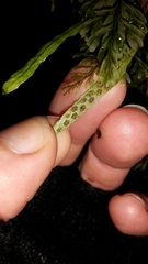 Notogrammitis angustifolia