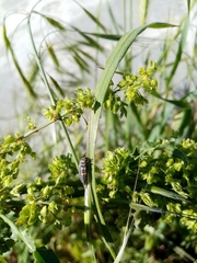 Coccinella septempunctata