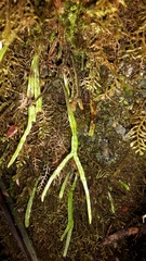 Notogrammitis angustifolia