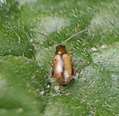Phyllotreta armoraciae