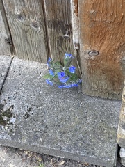 Pentaglottis sempervirens