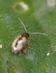 Phyllotreta armoraciae