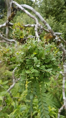 Sophora microphylla