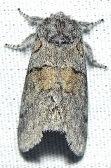 Gluphisia lintneri