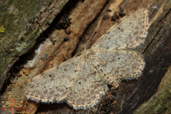 Idaea incisaria